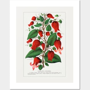 Red Flower, Clematis Coccinea Lithograph (1900) Posters and Art